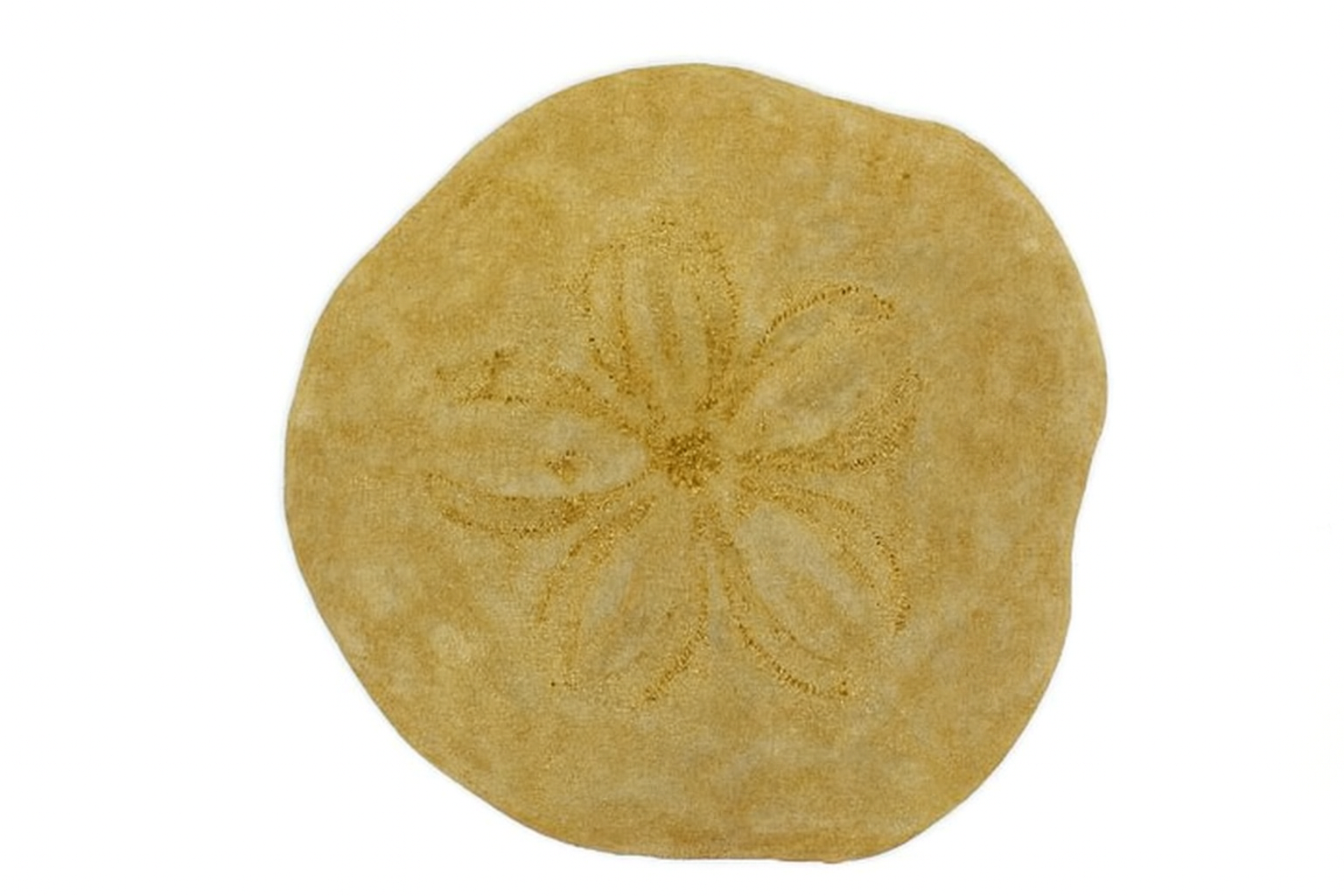 Clypeaster gippslandicus